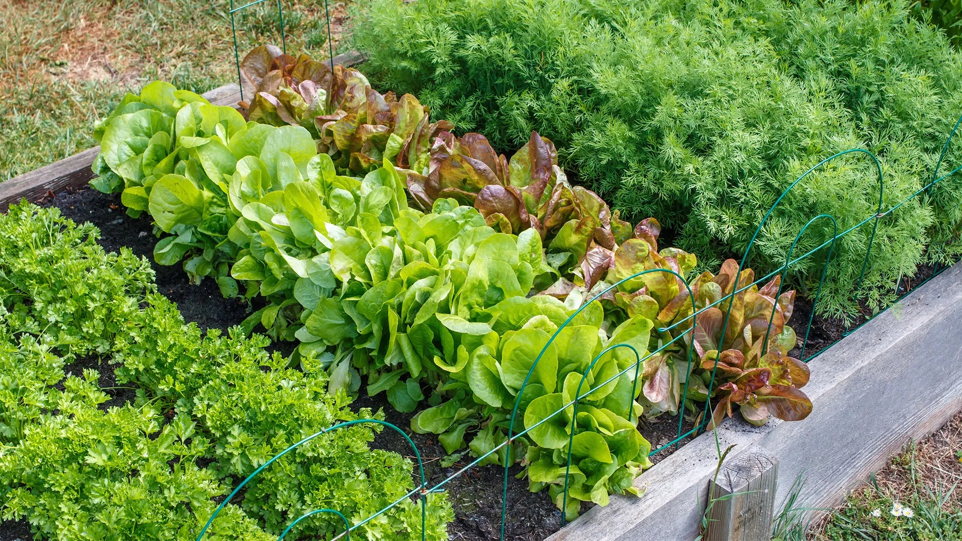 100% Plant-Based